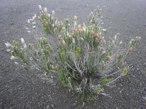 Chimborazo flora