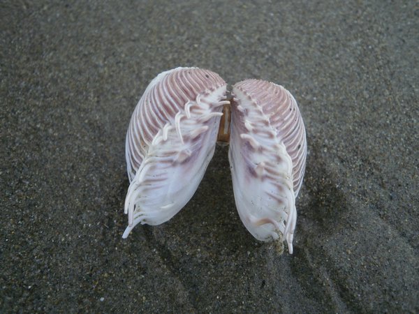 one of hundreds nice sea shells across the beach