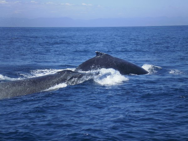 now they are about five meters from the boat...it was spectacular