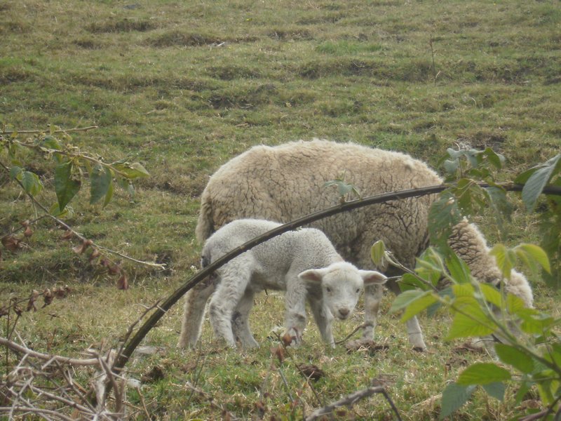 very curious sheeps
