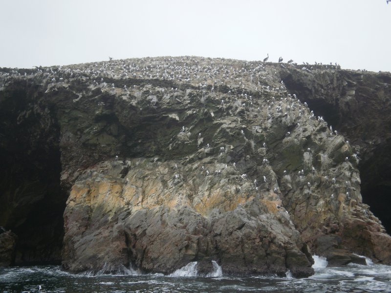 thousands of cormorans and other birds species