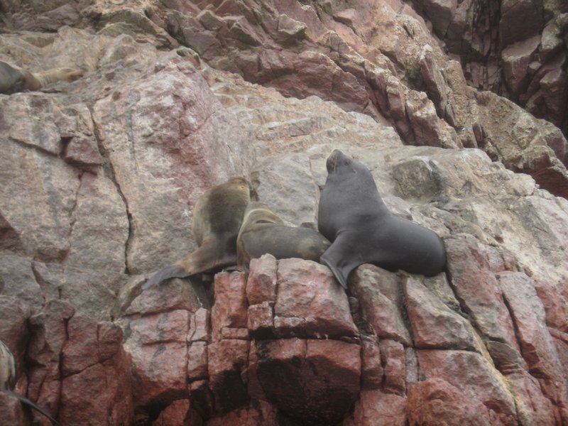 yeah, the sea lions live here too