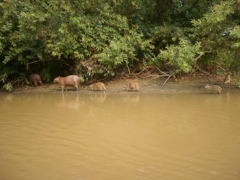 capibara family