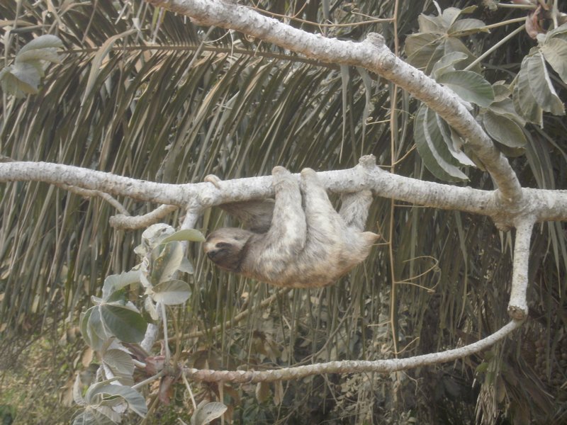 tree sloth