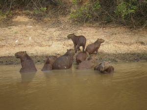 huge capibara family