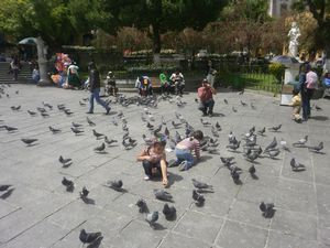 the main square completely full of pigeons