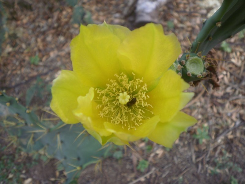 other cactus flower