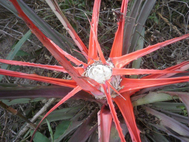a cactus flower