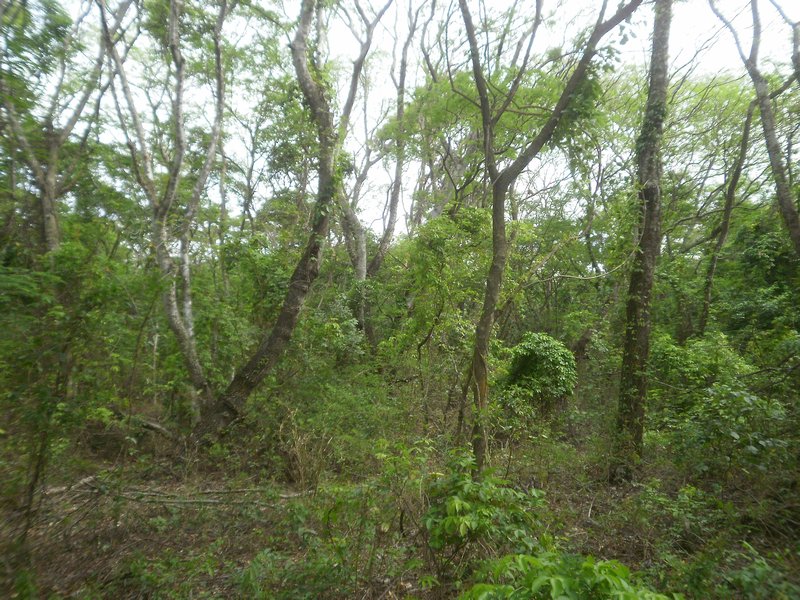 bosque natural de Toborochi