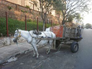 many people using horses to transport goods or rubish