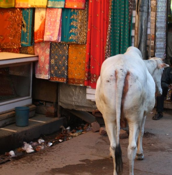 Cow in Varanasi