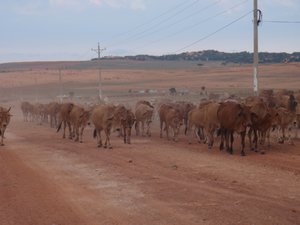 cows on the road to the white sand dunes