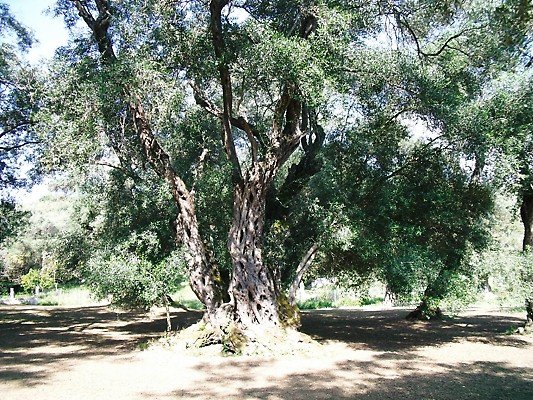Very old Olive Tree