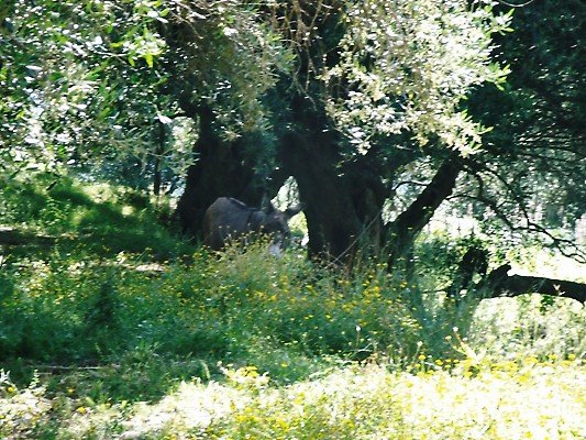 Donkey by old olive trees