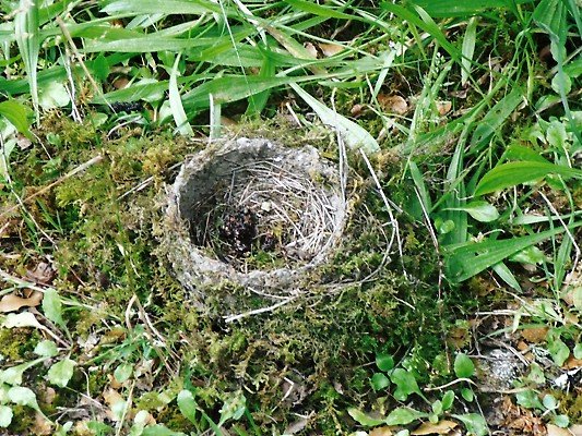 Bird Nest fallen out of tree