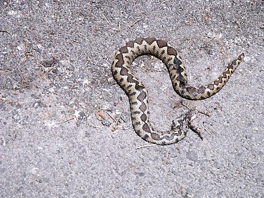Dead snake in Sokraki
