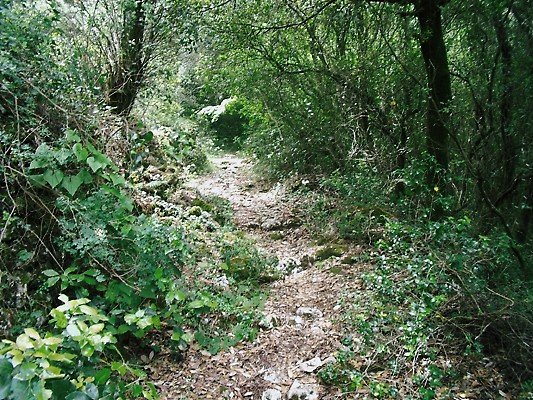 Good woodland path