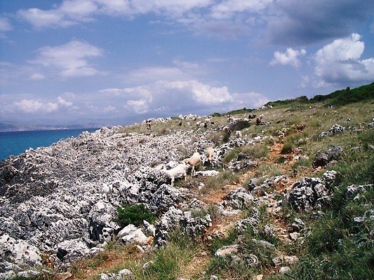So goats are camoflagued!