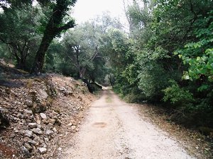 Wide track in olive groves above Krinias