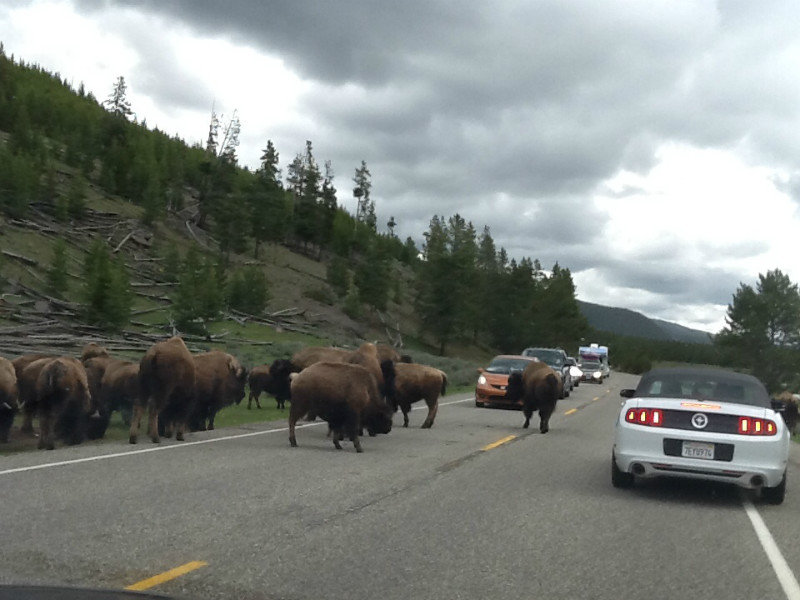 traffic jam in yellowstone buffalo