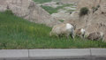 mtn goats