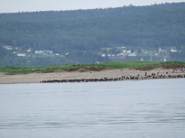 Cormorans sur Sandy beach