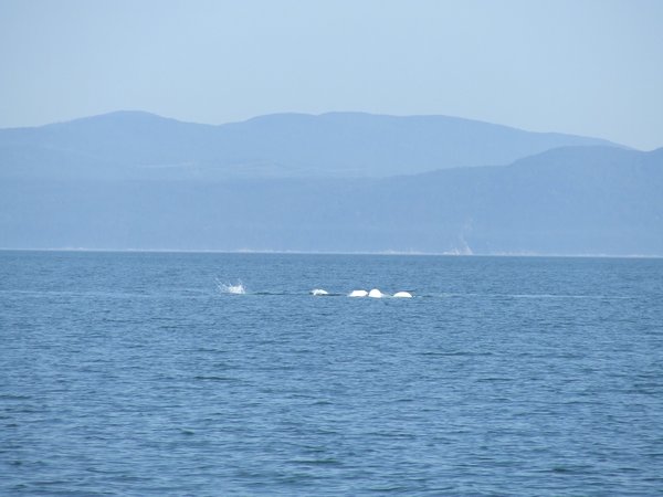 Groupe de belugas