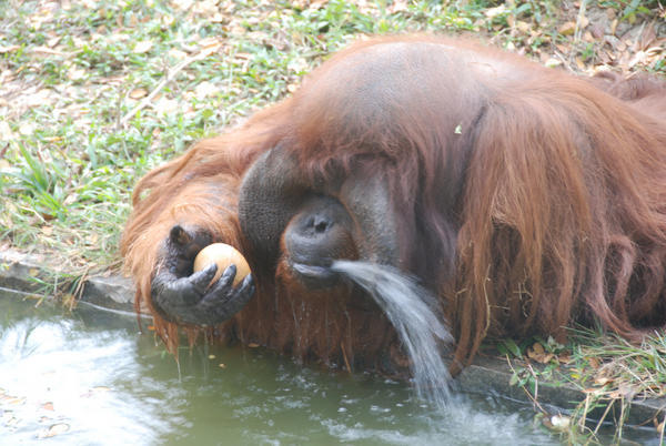 Orangutan Having Fun