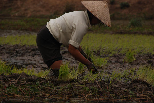 Planting Rice 