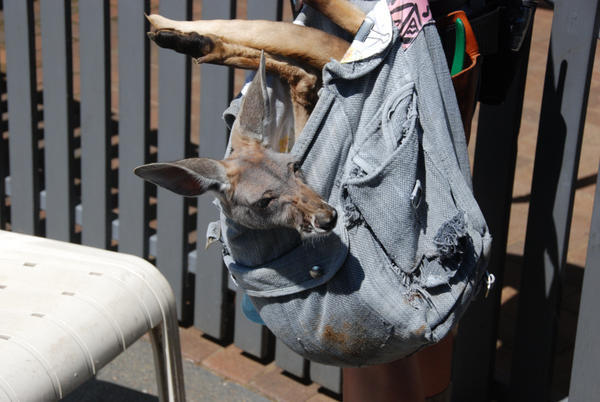 Kangaroo in a Sack