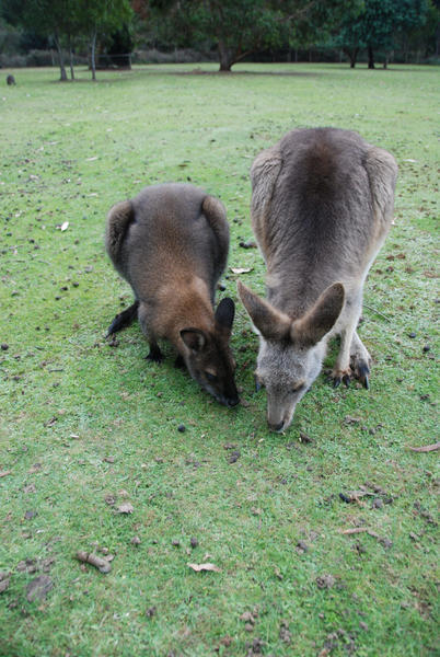 Kangaroo and Wallabie