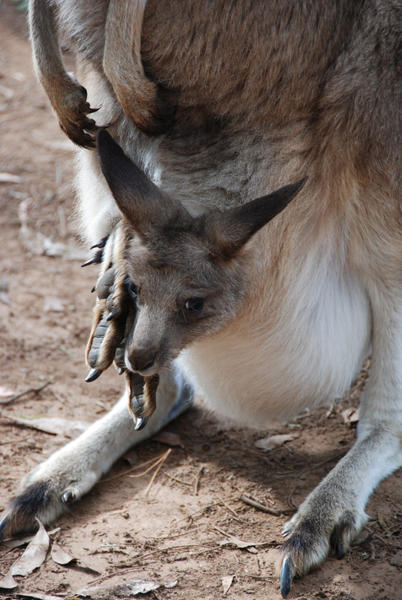 Kangaroo Feeding