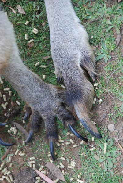 Kangaroo Feet