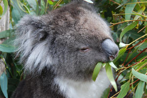 Bonnie the Koala