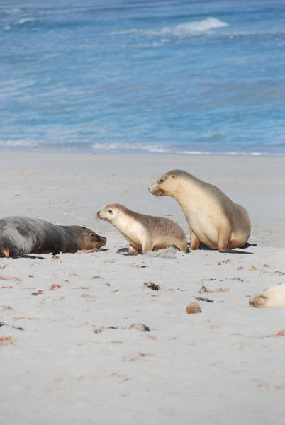 Sea Lions @ Seal Bay - Kangaroo Island