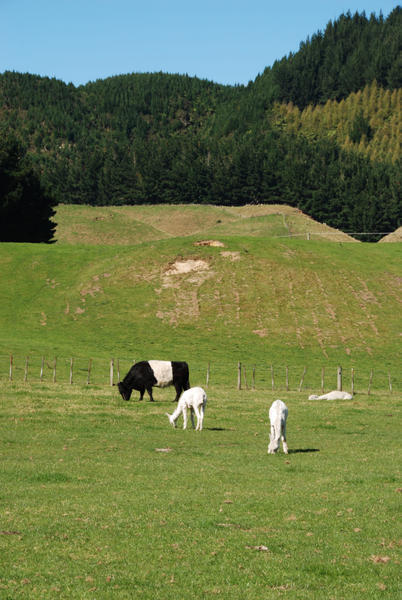 Moos and Alpacas Near Rotorua