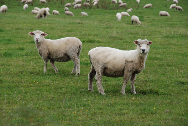 Sheep Near Te Anau