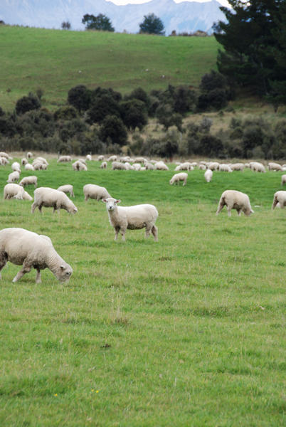 Sheep Near Te Anau