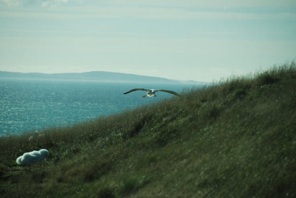 Albatross Just before Landing