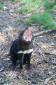 Tasmanian Devil, Tasmanian Devil Reserve, Tasmania, Australia