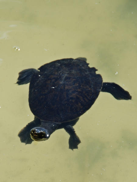 Lake Allom Turtle