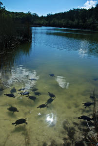 Turtles at Lake Allom