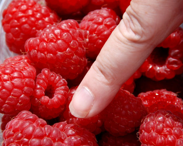 HUGE Raspberries