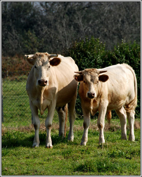 Cows Near Omaha Beach