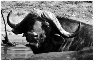 Ornery Buffalo