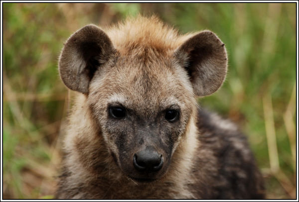 Baby Hyena | Photo