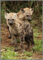 Hyena Siblings