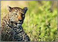 Leopardess In Waiting