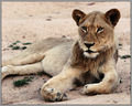 Lioness at Dusk