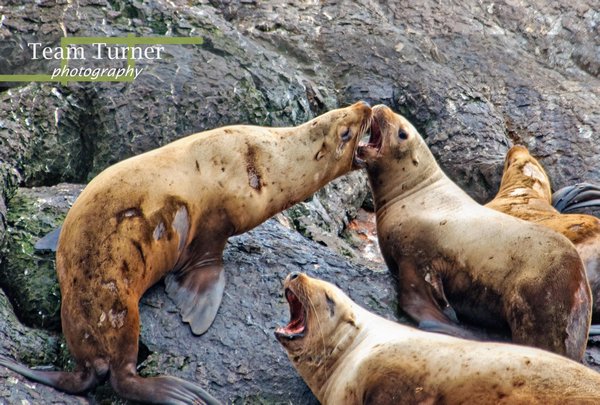 Sea Lion Fight